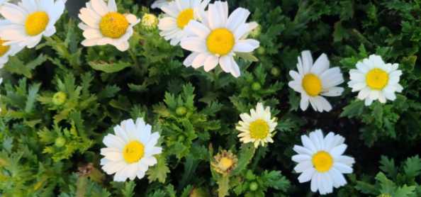 날파리 모기퇴치 식물