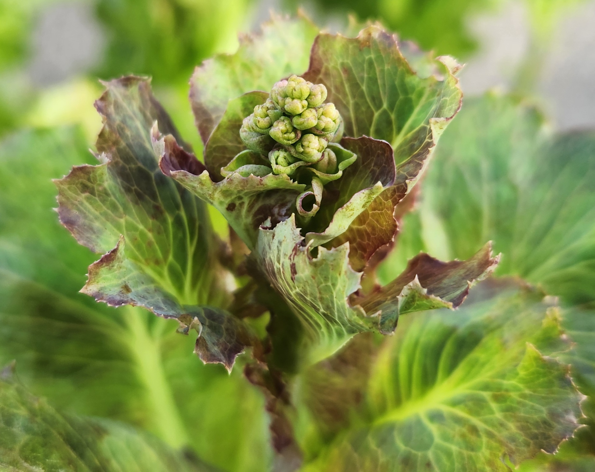 상추꽃이 피기 전 솟아오른 꽃대, 꽃차 재료로 자라나는 순간