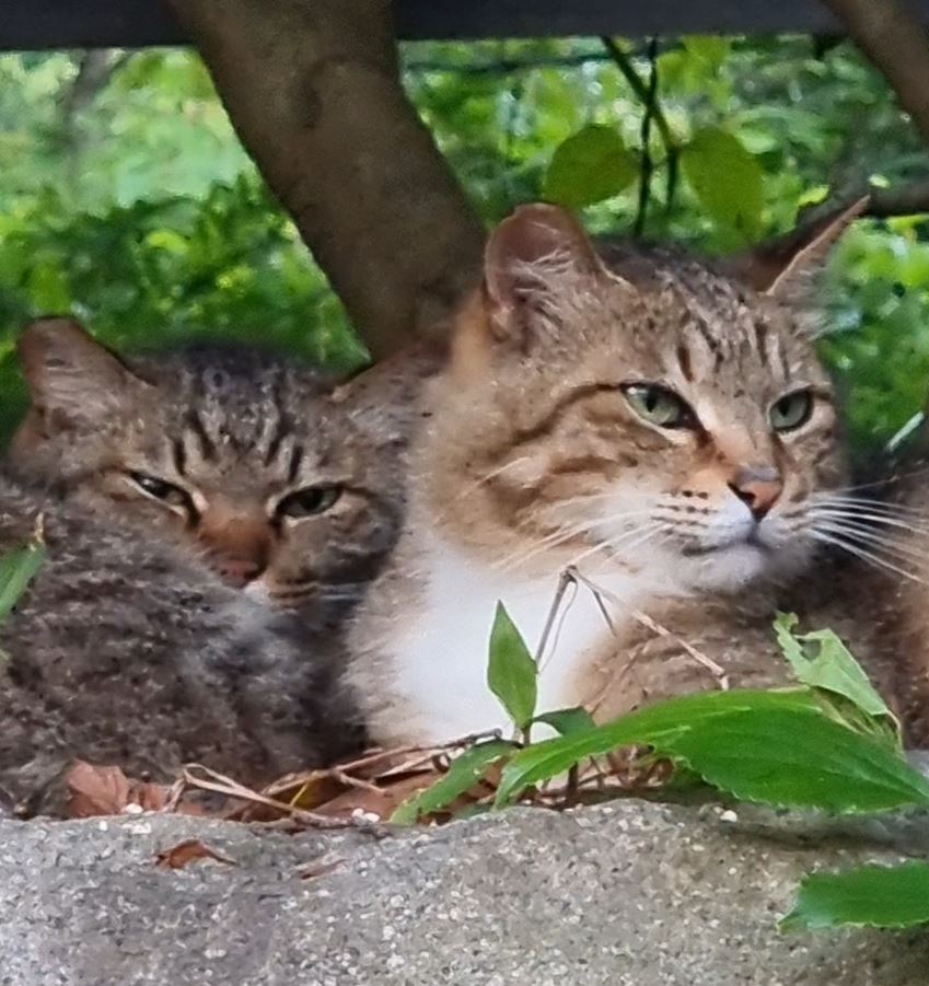 고양이