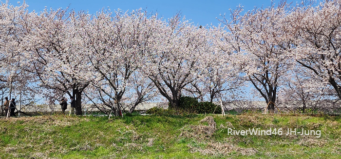 나공강30리벚꽃축제