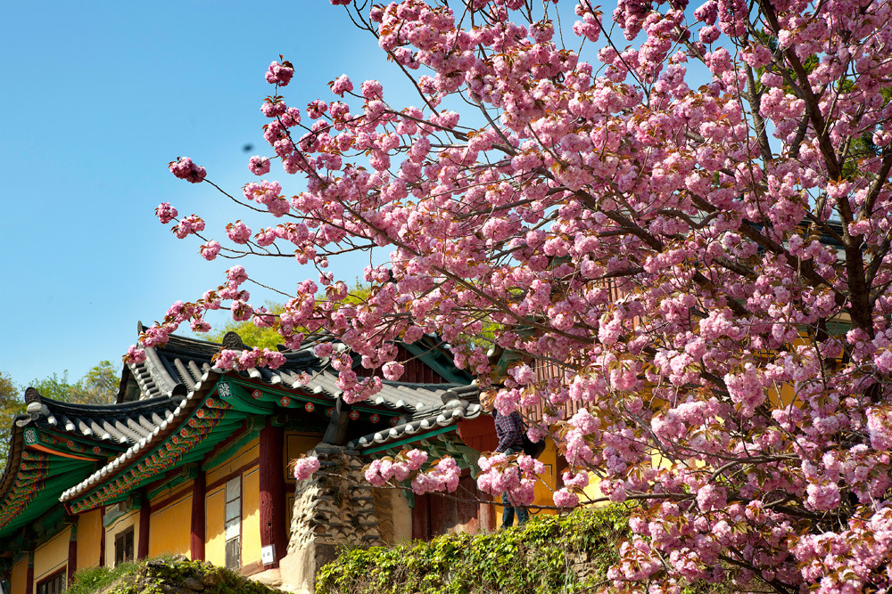 벚꽃 개화시기 2023