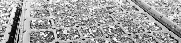 대파 파종시기 (봄): 3월 초