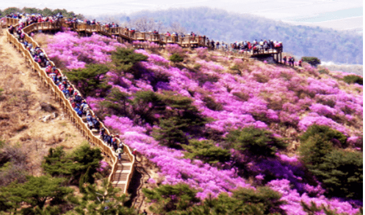 강화 고려산 진달래축제 등산코스 주차 가볼만한곳