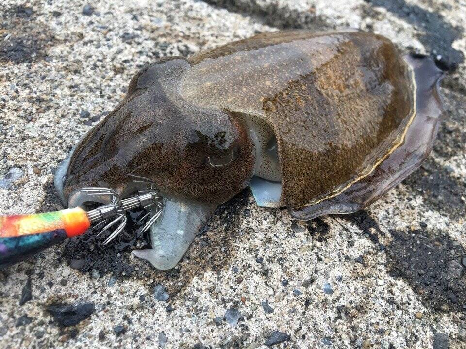 무늬오징어 낚시 채비