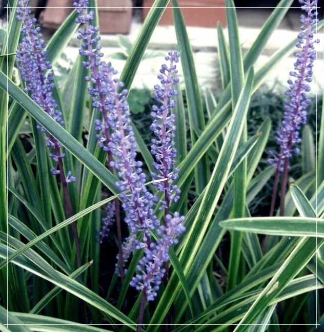 볶은 맥문동: 한국의 맛있는 요리와 그 효능