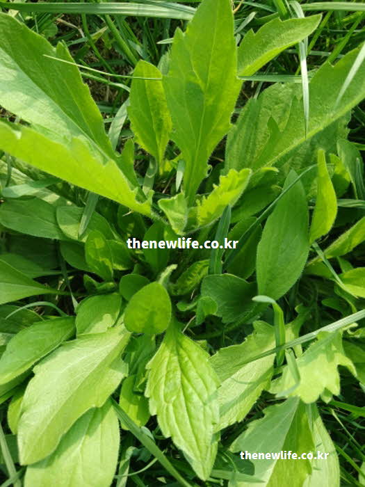 망초대 효능 장 건강 식이섬유