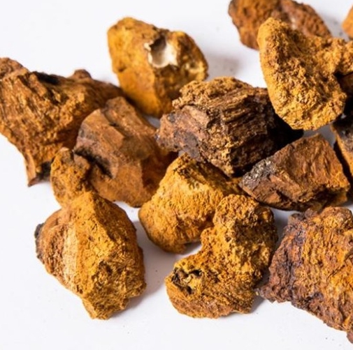 혈액암-좋은음식-차가버섯