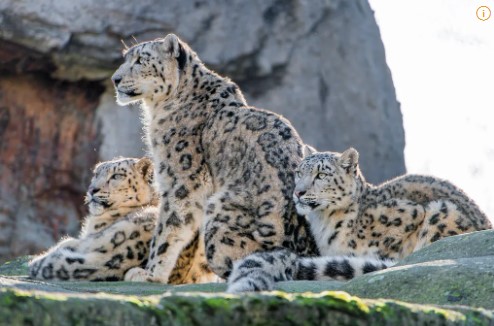 어미와 새끼 눈표범