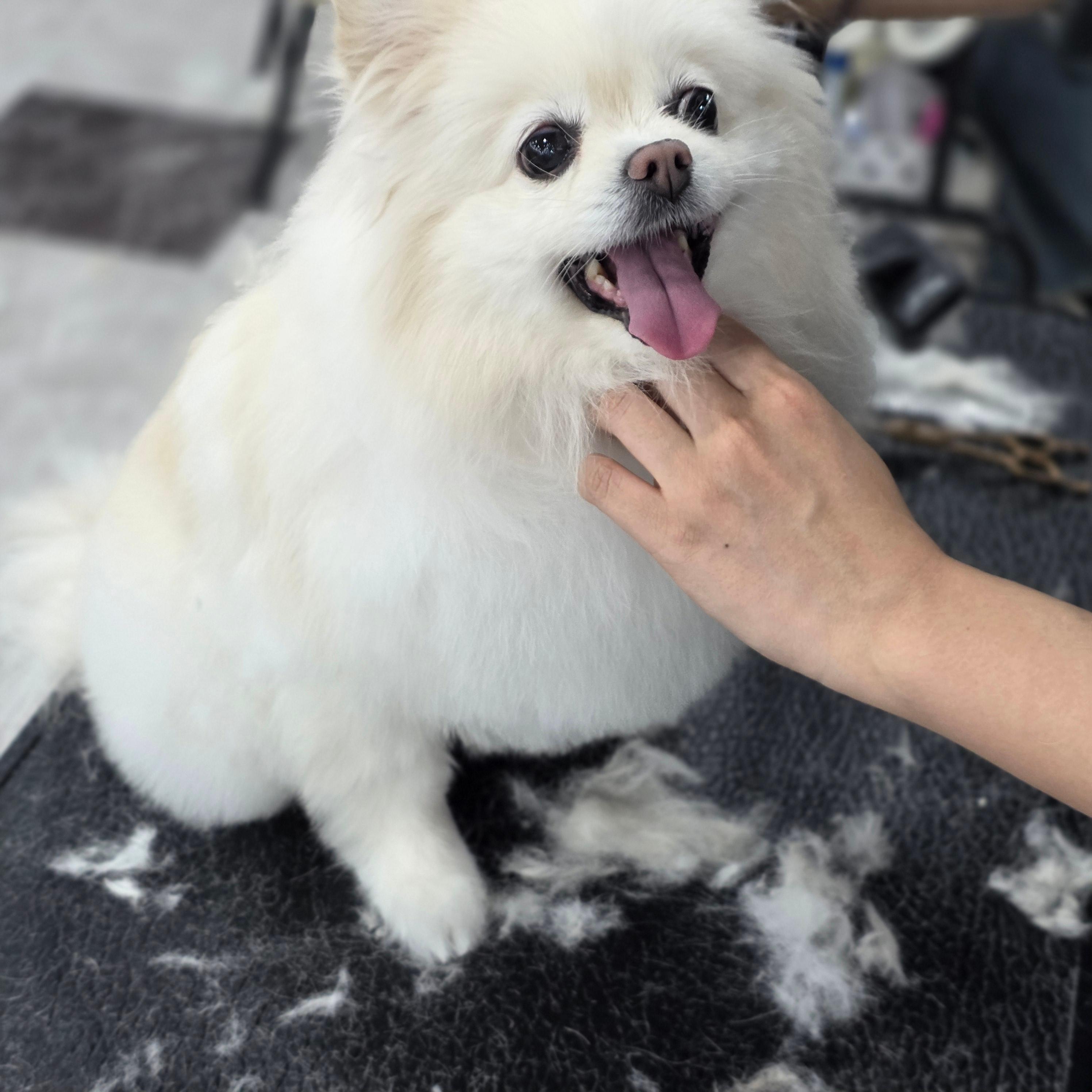 거제애견미용학원후기