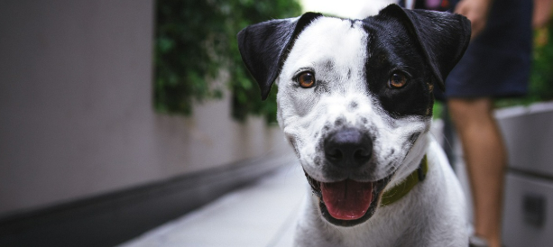 도심을 산책하고 있는 강아지 이미지