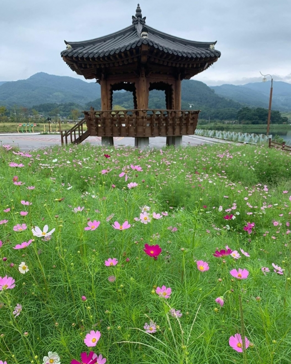 출처-지라산치즈랜드 공식홈페이지 구례 지리산 치즈랜드 수선화 실시간 4월 국내여행 추천