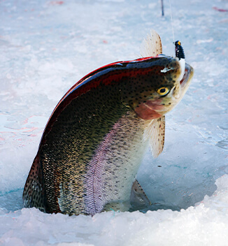 평창송어축제 완벽 가이드