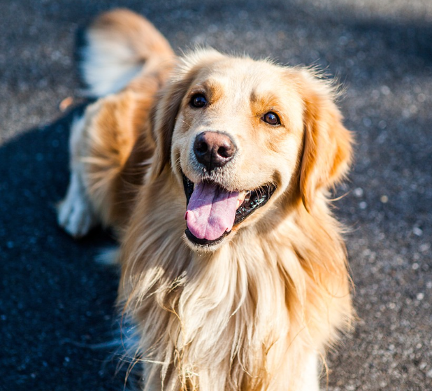 인사 중인 골든 리트리버