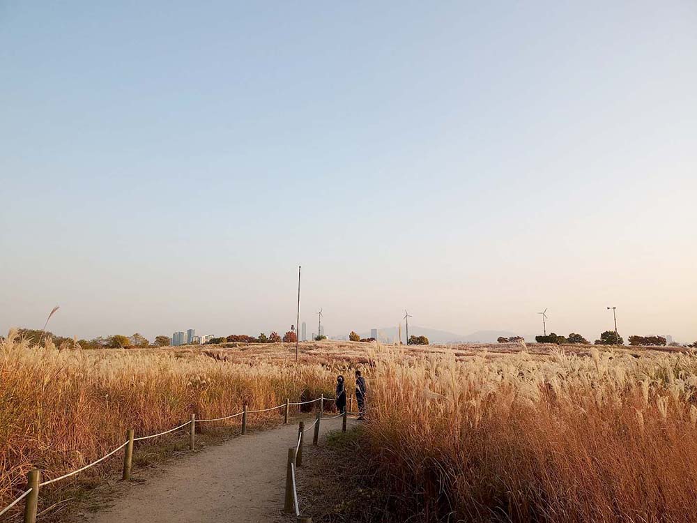 11월 건강한 도전: 10만보 걷기챌린지: 하늘공원