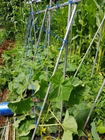 지지대 설치 방법 고추 토마토 참외 수박 쓰러짐 예방_14