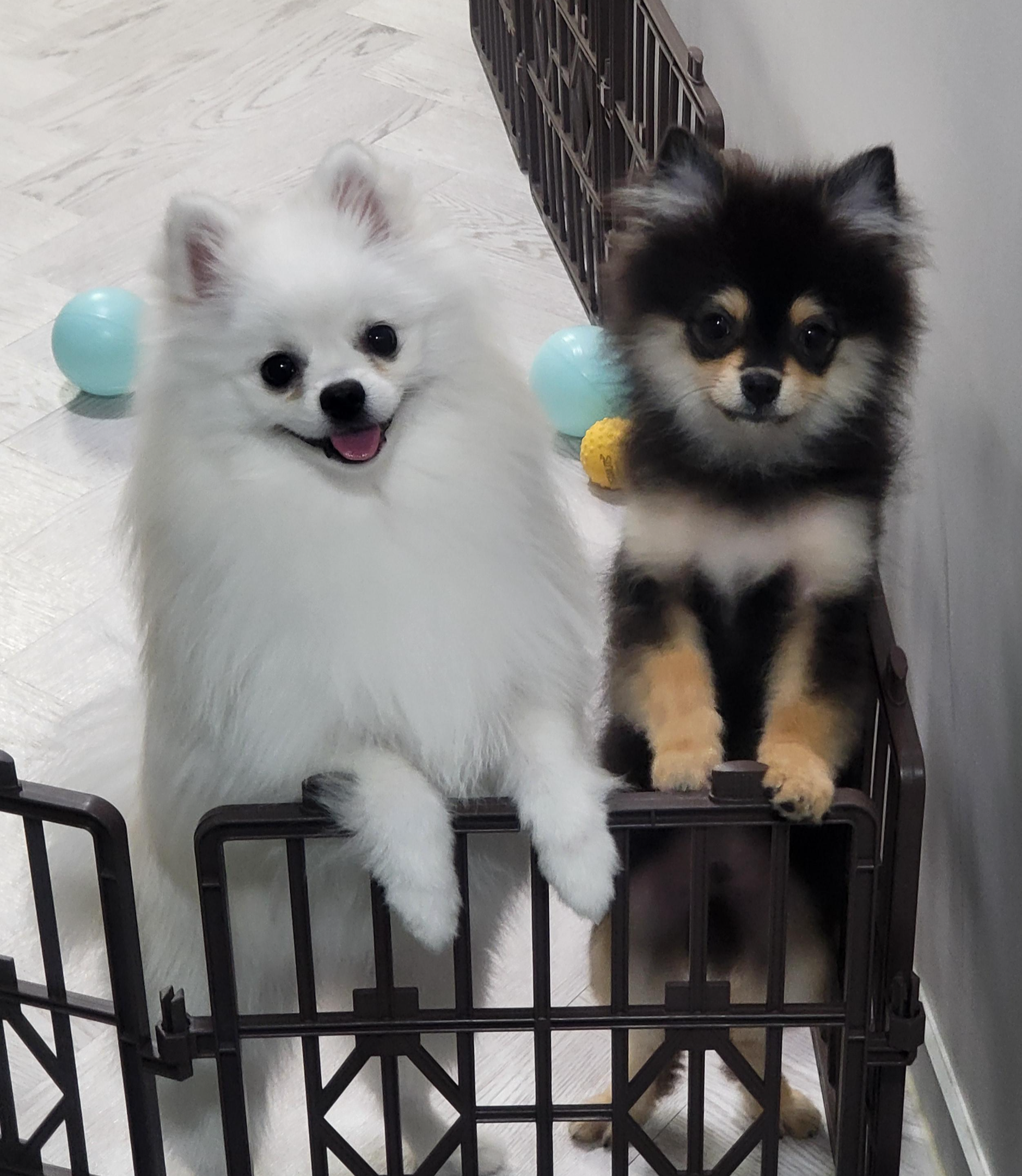 맹수 하콩&달콩