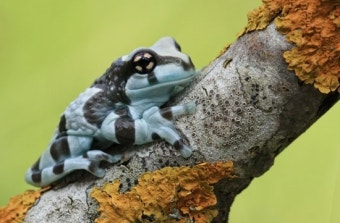 아마존 개구리 사육을 위한 최적화 환경 만들기