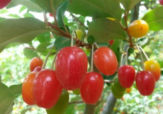 보리수 열매 효능