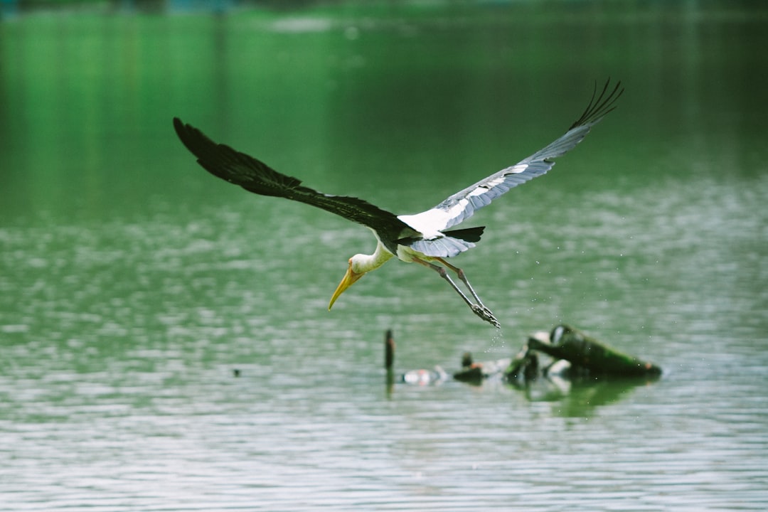 Wetland
