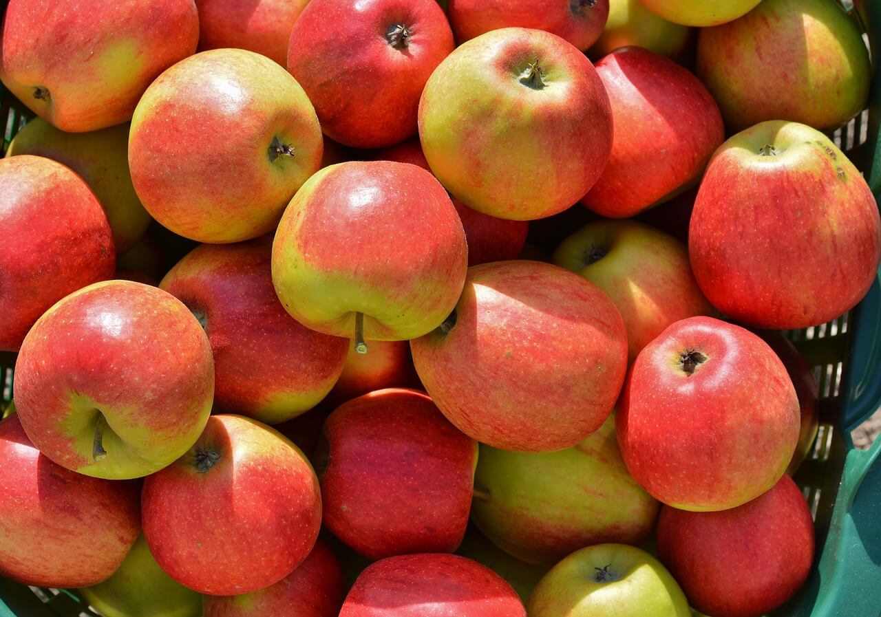 노로바이러스 걸렸을 때 음식 빠른 회복