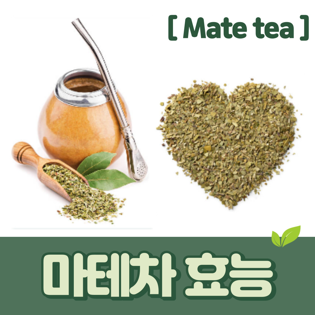 마테차 효능