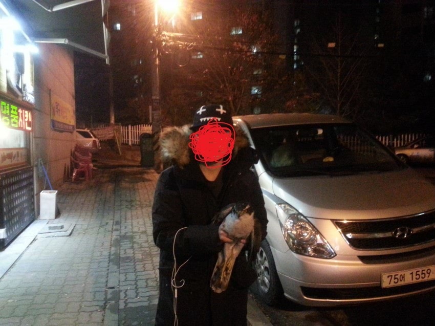 길 가다 참매 잡은 디시인