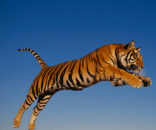 호랑이 꿈해몽 정리