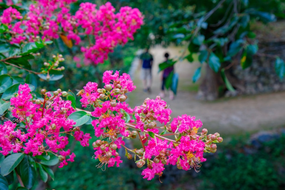 밀양 월연정 배롱나무