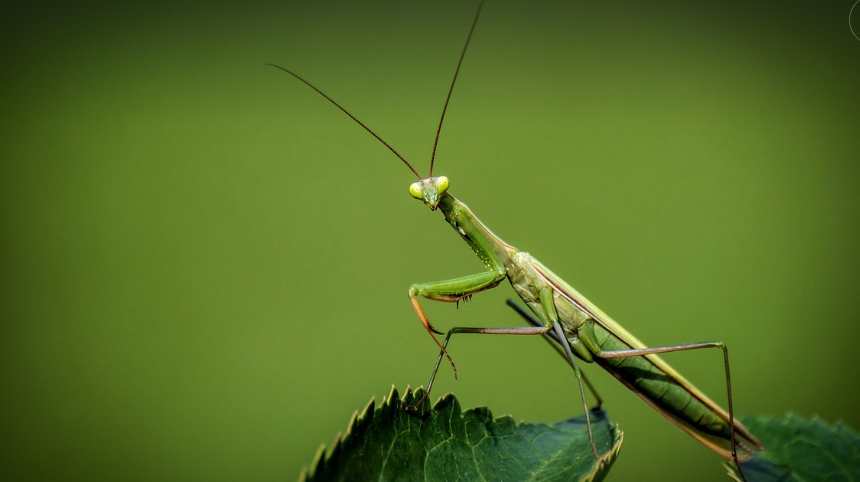 제목 ‘사마귀’의 의미