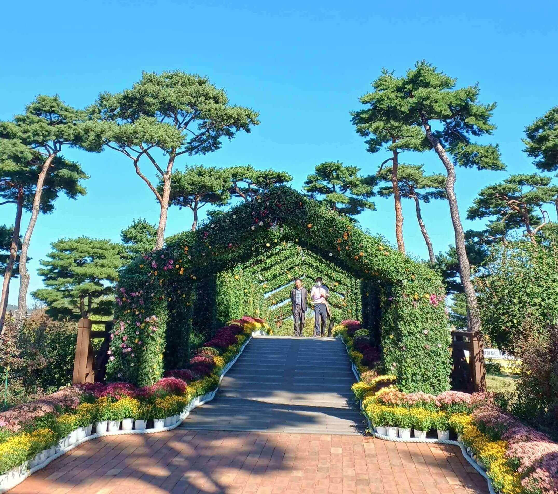 파란하늘 국화로 만든 터널