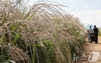 서울 억새축제 2025 일정위치 총정리로 안내_16
