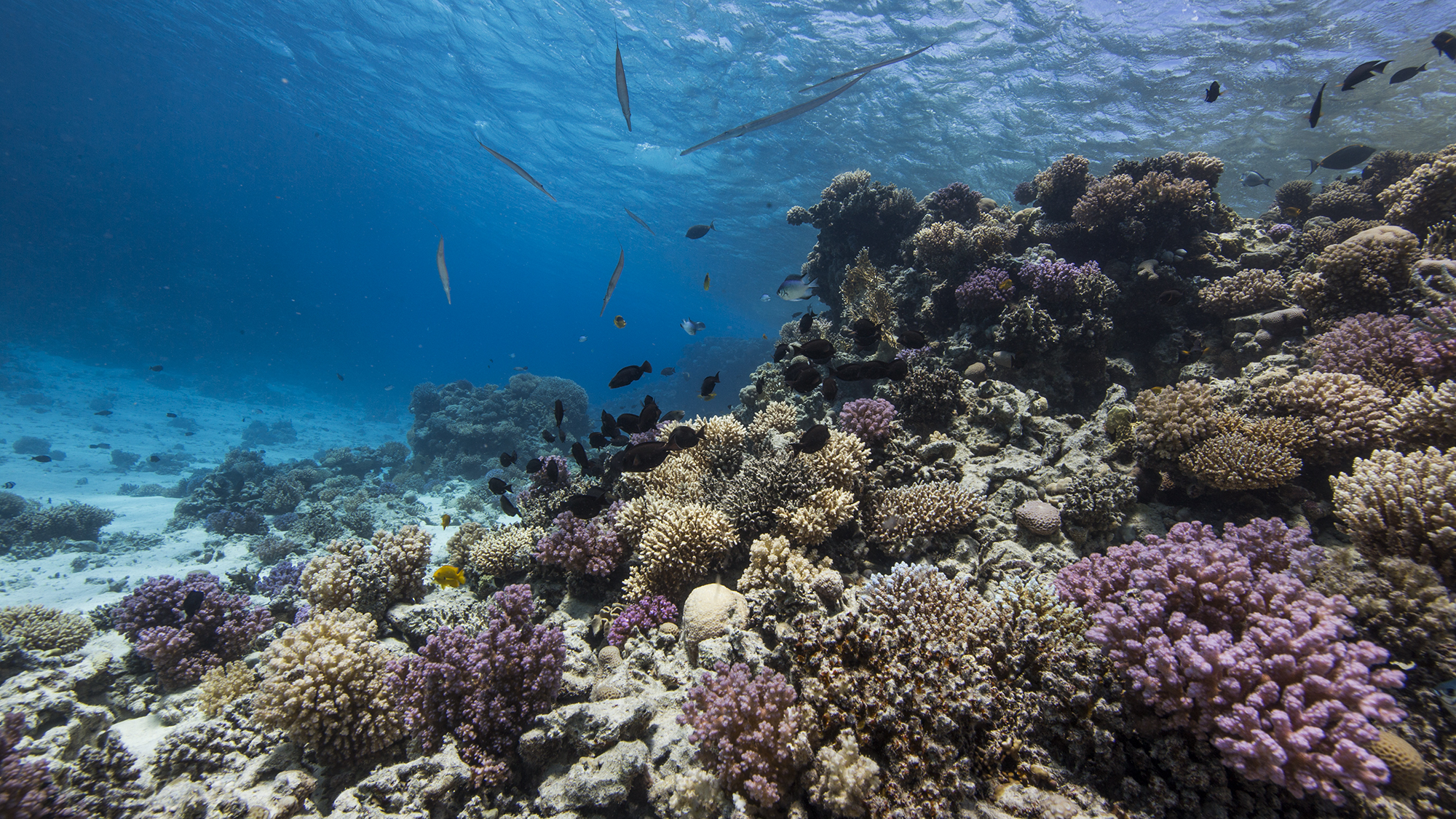 이집트 홍해 후르가다 다이빙