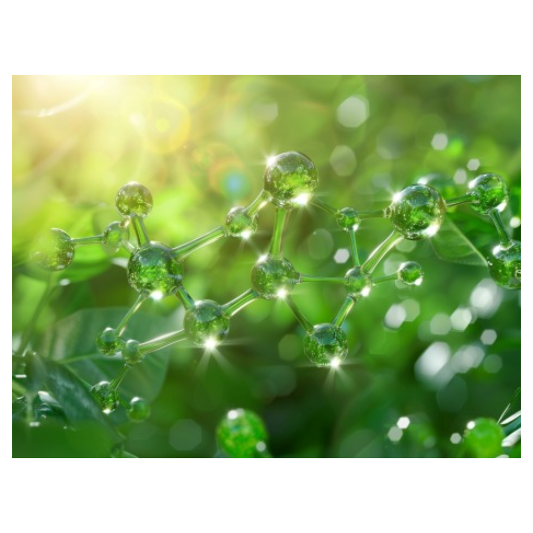 식물성 알티지 오메가3와 관련된 사진입니다.