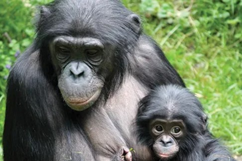 엄마와 아기 보노보