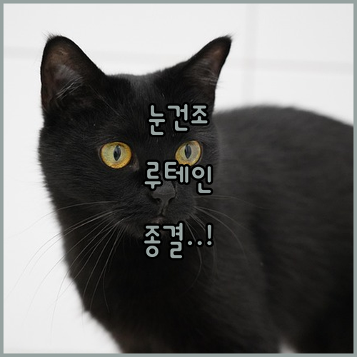 안구 건조와 눈 피로 해결하는 루테인..