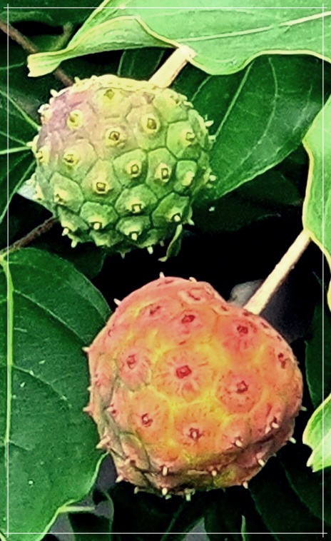 산딸나무 열매 효능, 먹는 방법 및 부작용