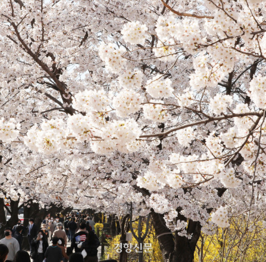 서울 벚꽃 여행 가이드 ❘ 도심 속 벚꽃 명소, 여의도 윤중로 &amp; 석촌호수