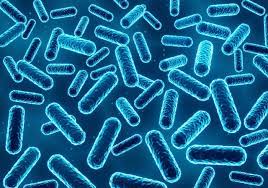 덴마크 유산균 이야기 