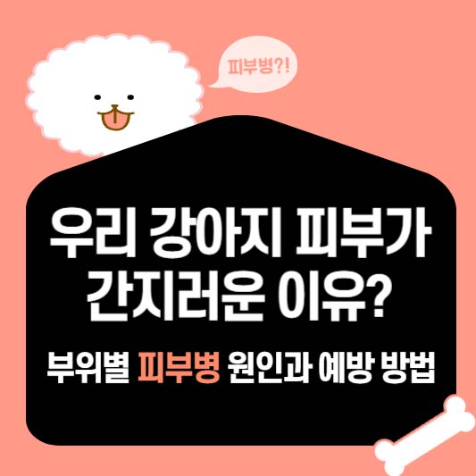 우리 강아지 피부가 간지러운 이유? 부위별 피부병 원인과 예방 방법