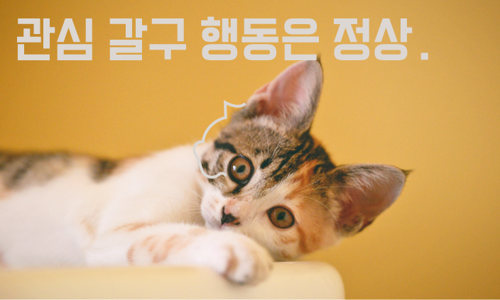 고양이-울음