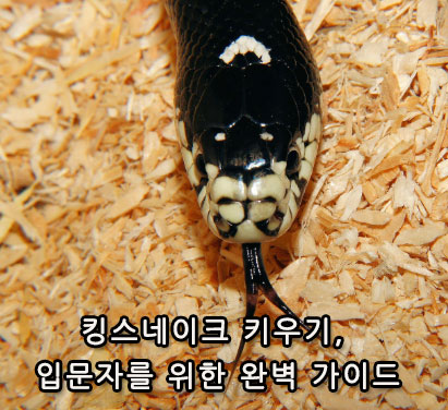 킹스네이크 키우기, 입문자를 위한 완벽 가이드