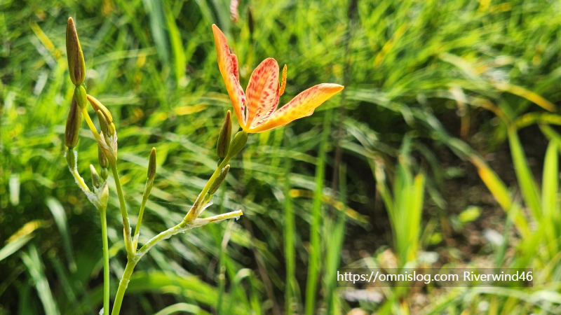애기범부채(Crocosmia crocosmiflora)꽃,범부채꽃