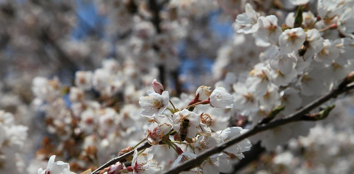 하동 쌍계사 벚꽃 축제, 놓치면 후회할 포토존 총정리