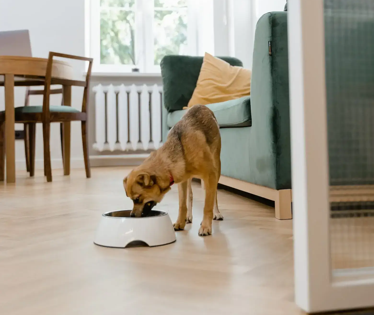 밥 먹는 강아지