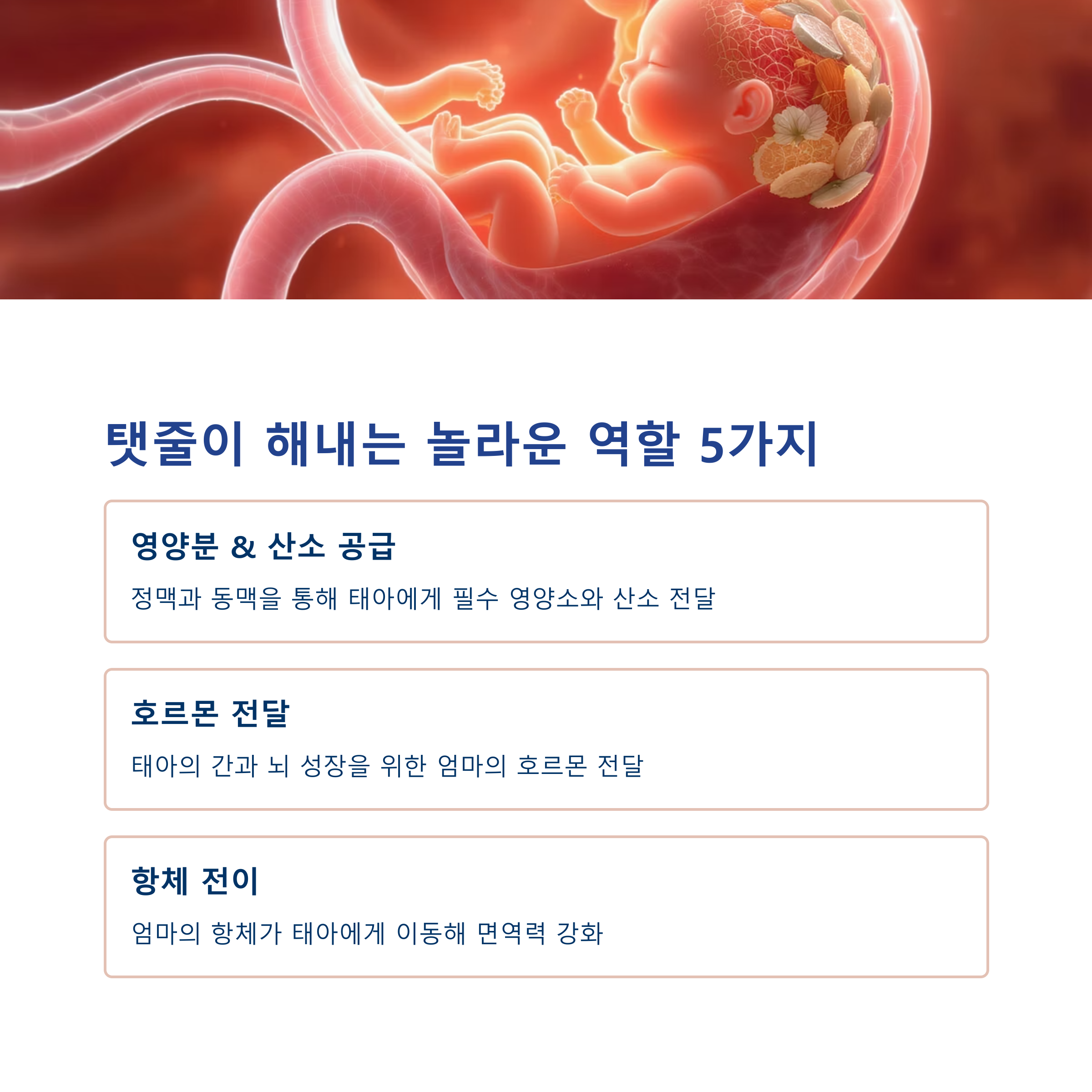 탯줄의 주요 기능 5가지를 설명한 인포그래픽 이미지. 영양분·산소 공급, 호르몬 전달, 항체 전이 등 임신 중 탯줄의 역할 소개