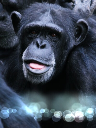 정면을-바라보는-침팬치