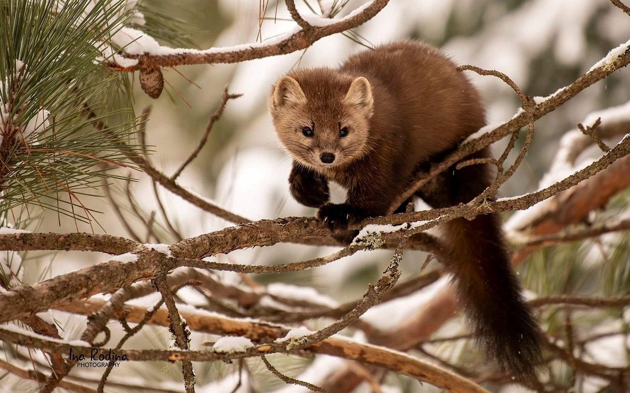 [2025년 기준] 국내 멸종위기동물 지정제도 전면 해부: 기준, 등급, 정책 실효성까지