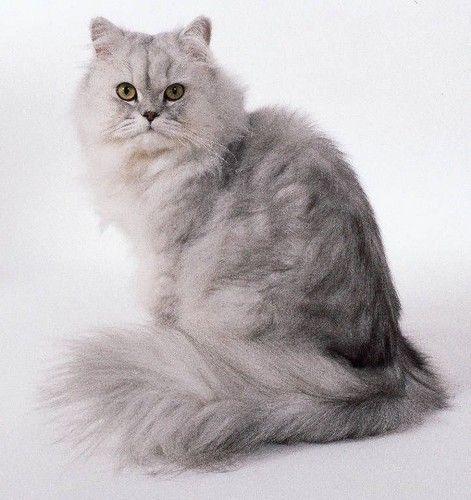 페르시안고양이