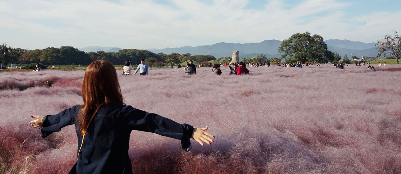 경주 가을 여행 단풍 나들이 가볼만한곳 BEST 05 도리마을 은행나무, 첨성대 핑크뮬리 군락지