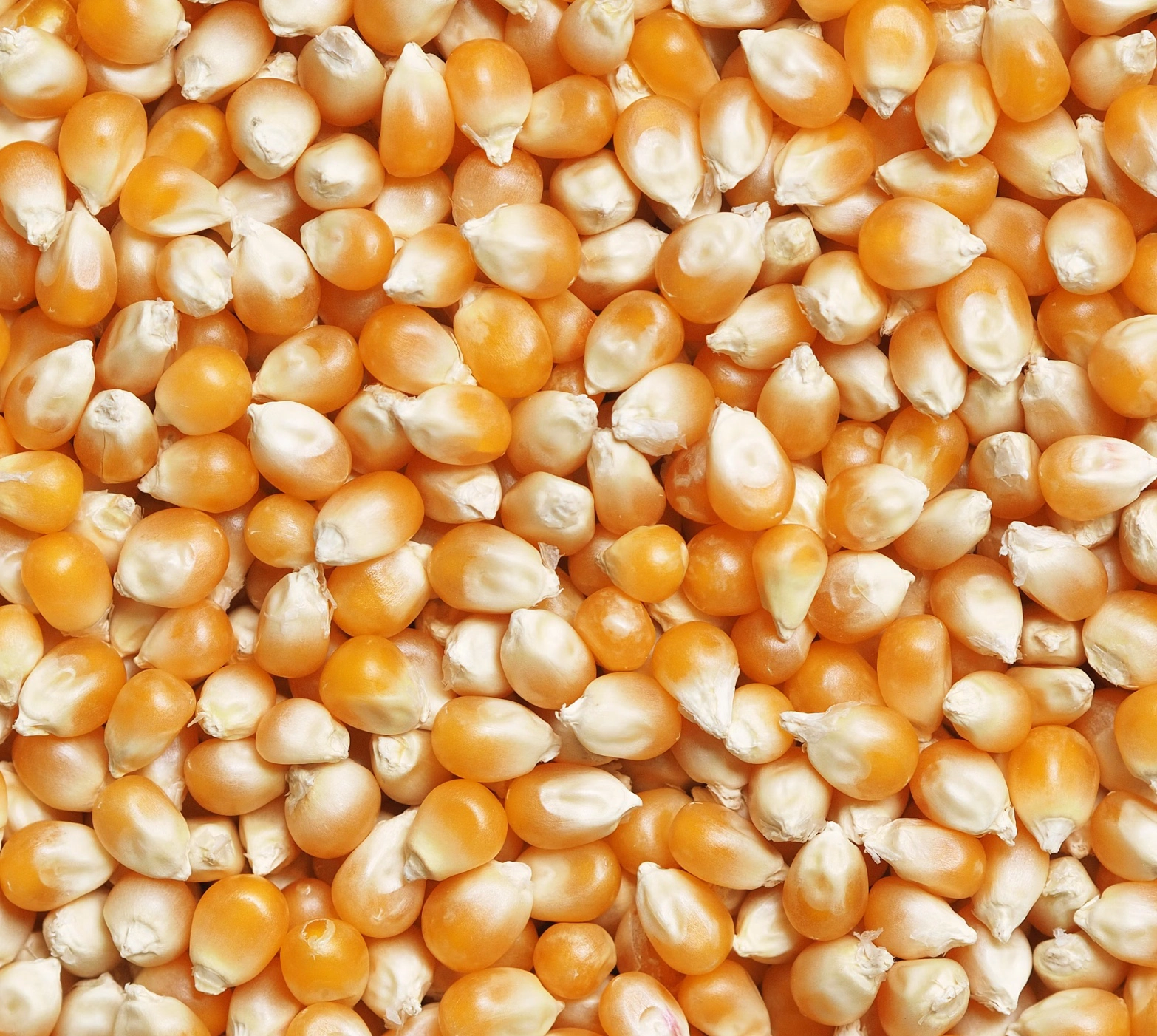 옥수수차 물대신